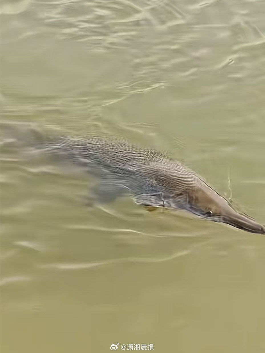 #钓鱼佬尝试捕捞鳄雀鳝最后脱钩#【广东佛山一公园发现外来物种鳄雀鳝，钓鱼佬称尝试