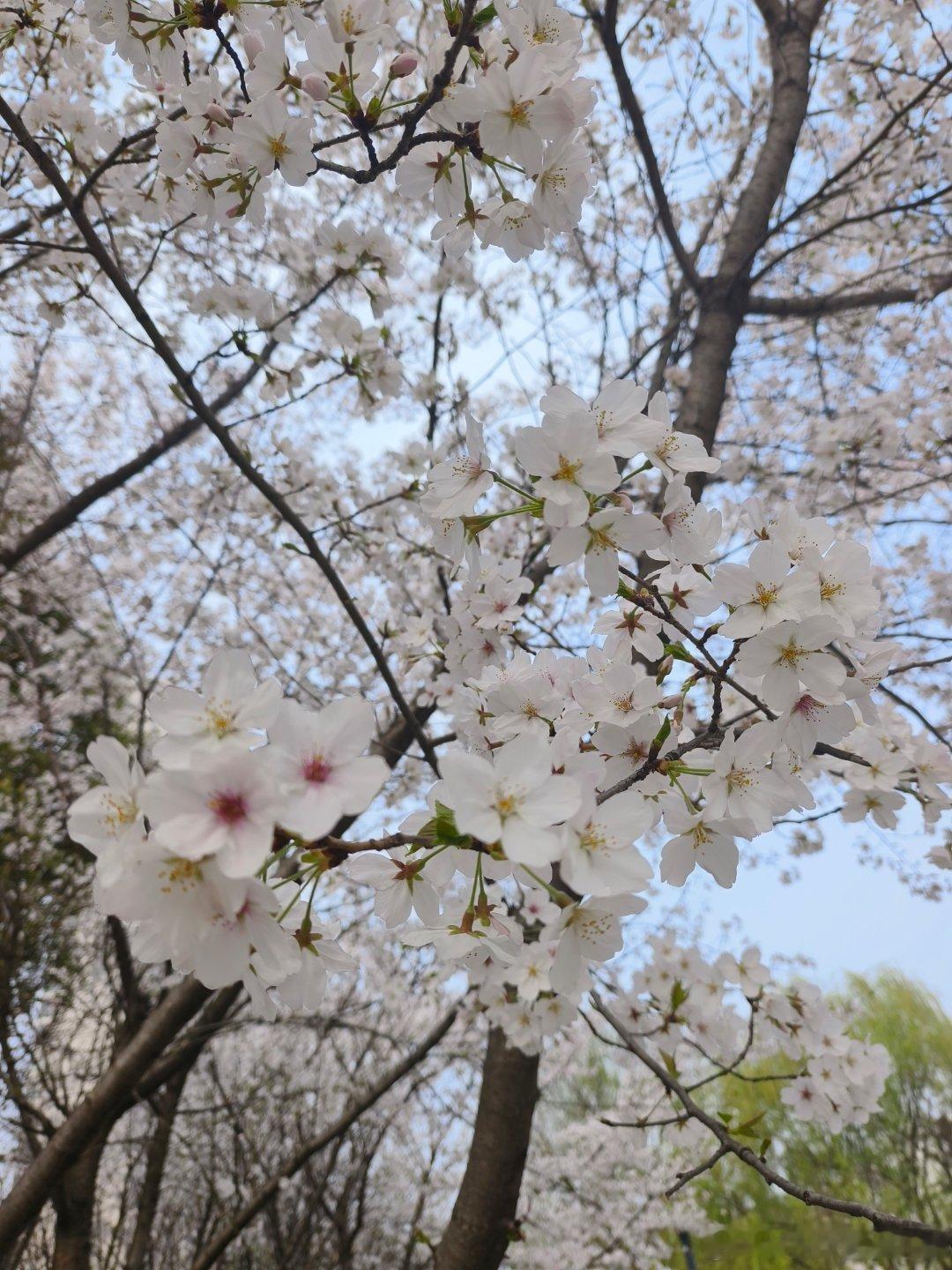 晨起遛弯  ​​​