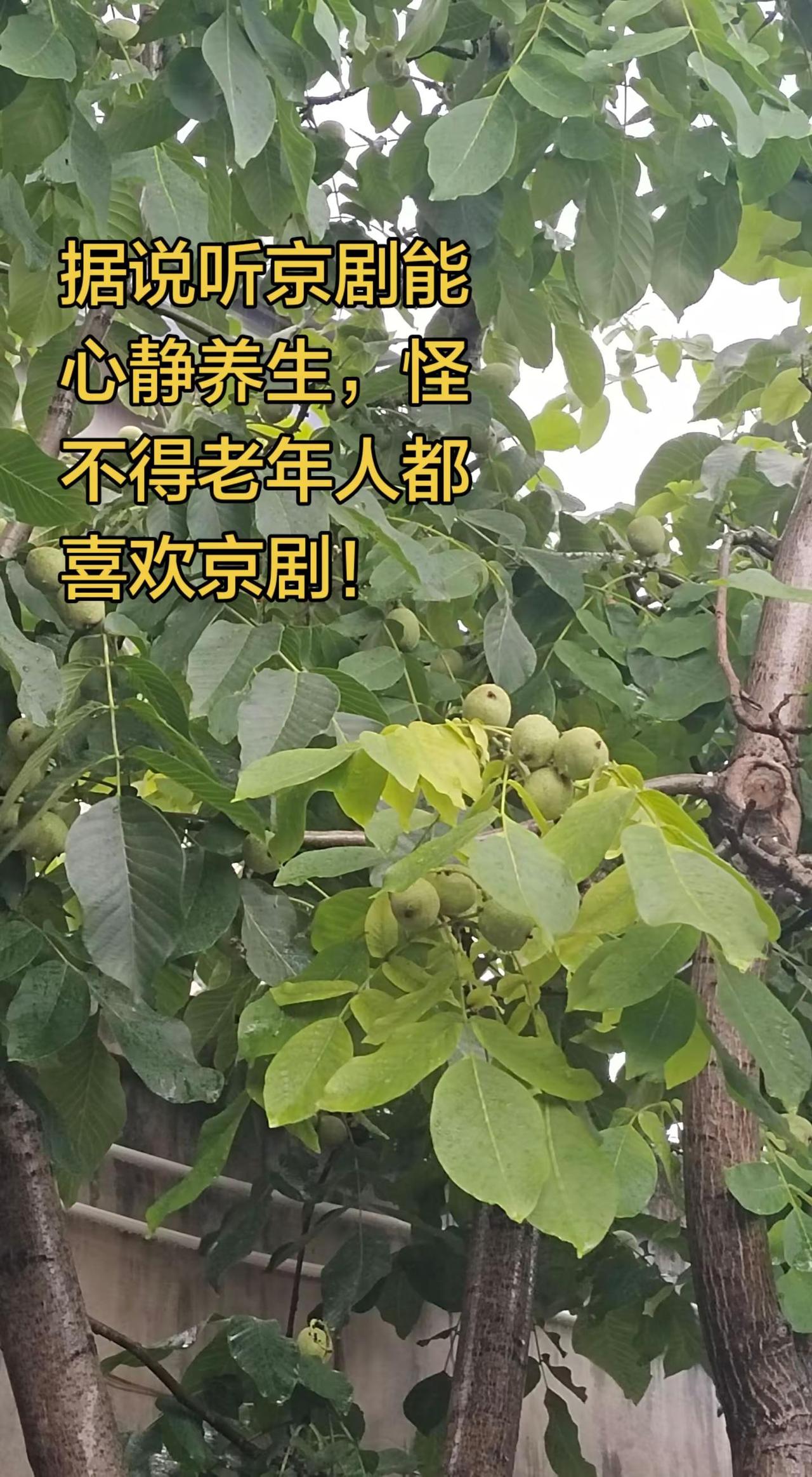 据说听京剧能心静养生，怪不得老年人都喜欢京剧！京剧