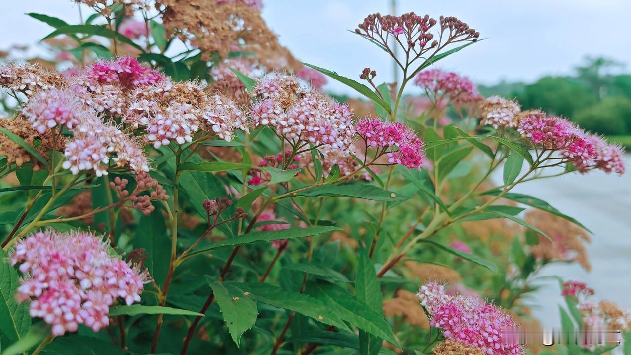 《咏绣线菊》
繁英堆白雪，柔条拂翠烟。
不争桃李艳，长伴夏风妍。
