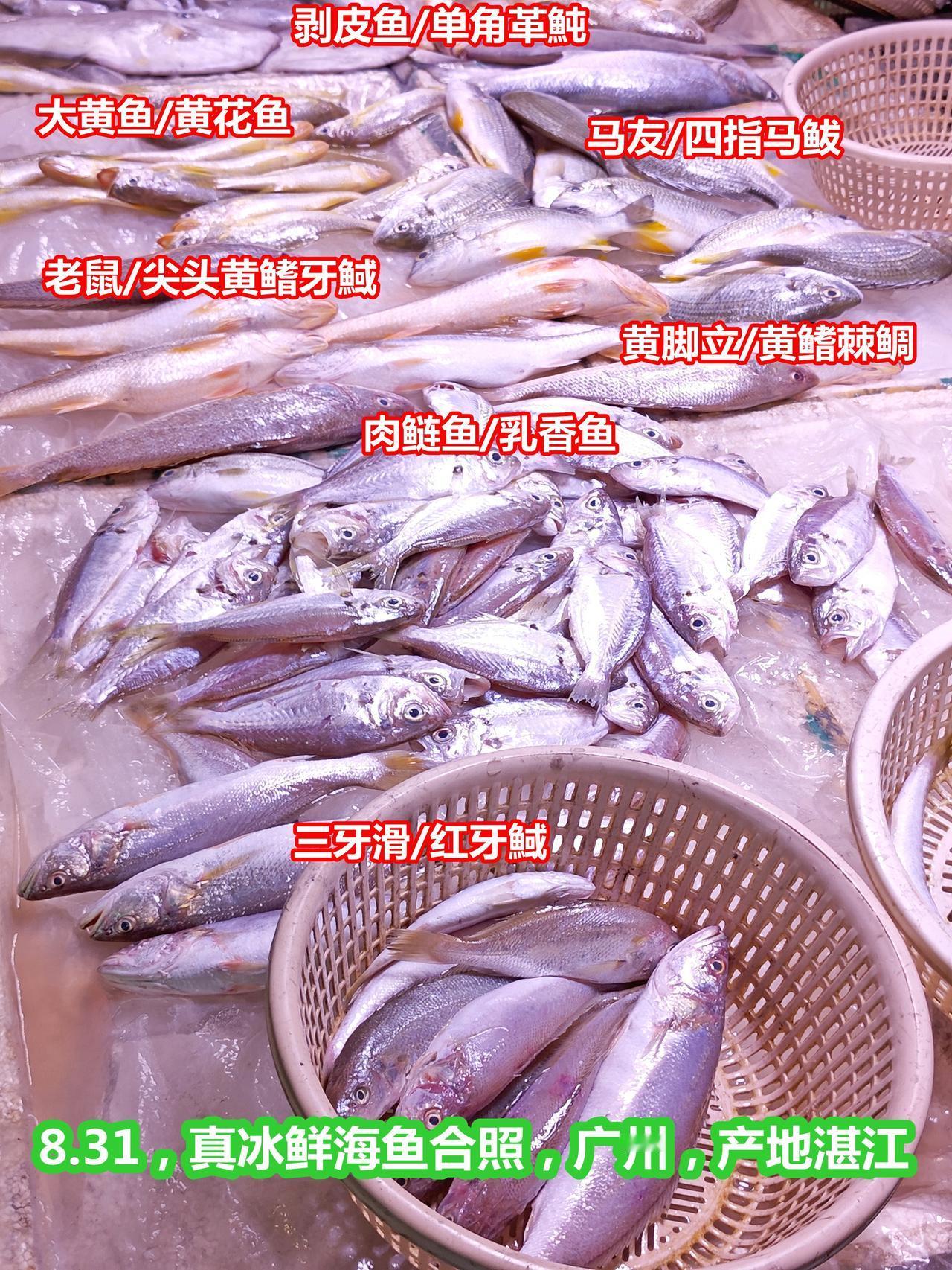 野生大黄鱼，在广州也卖高价，确是真正冰鲜

1、广州早市，真正冰鲜鱼合照，产地湛