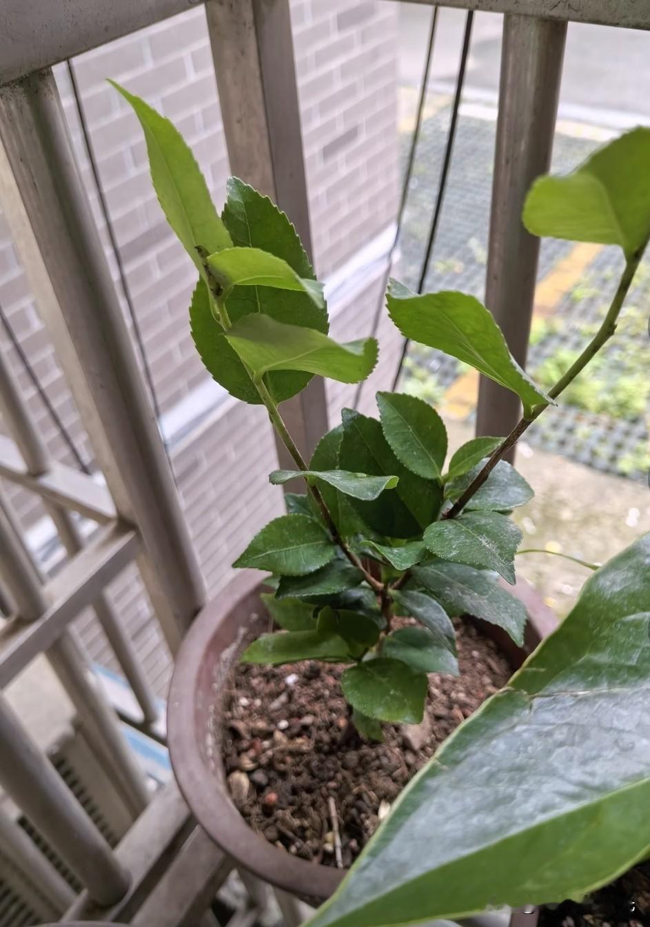 至从看了由巴金写的《憩园》改编的电影，对电影里面的茶花，产生了很大了兴趣。

心