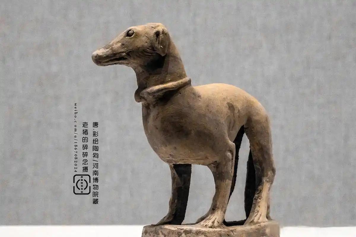 你绝对想不到，一千多年前的唐朝人，养宠物比咱们现在还会玩、还讲究。别以为古人只会