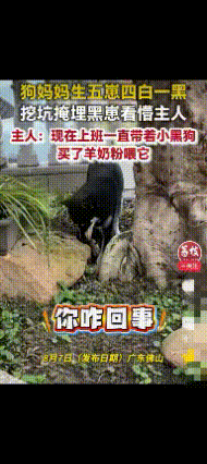 “解释不清了！”广东，女子家的一只黑狗生下了五个幼崽，四白一黑，不料幼崽落地，狗