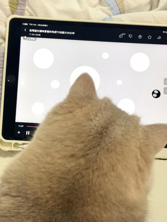 平板前有99个毛茸茸的猫猫头在一起看动画片