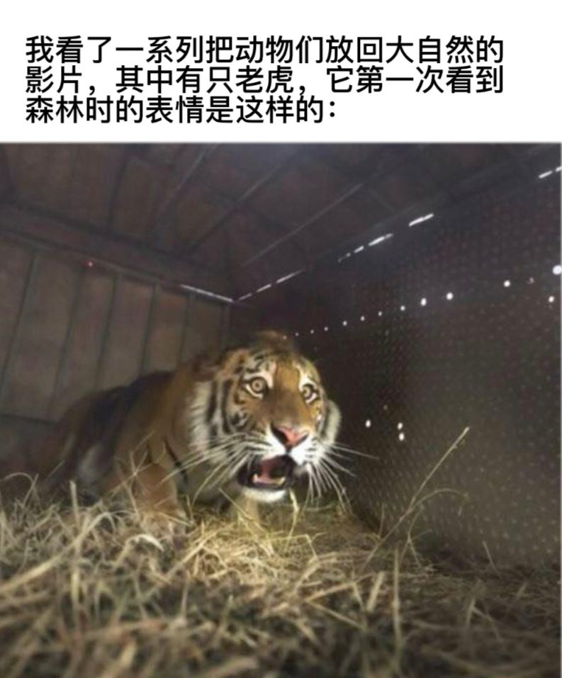 灵活就业了#今日memes# //#新年快乐漫游指南# //#转发接龙开新年# 