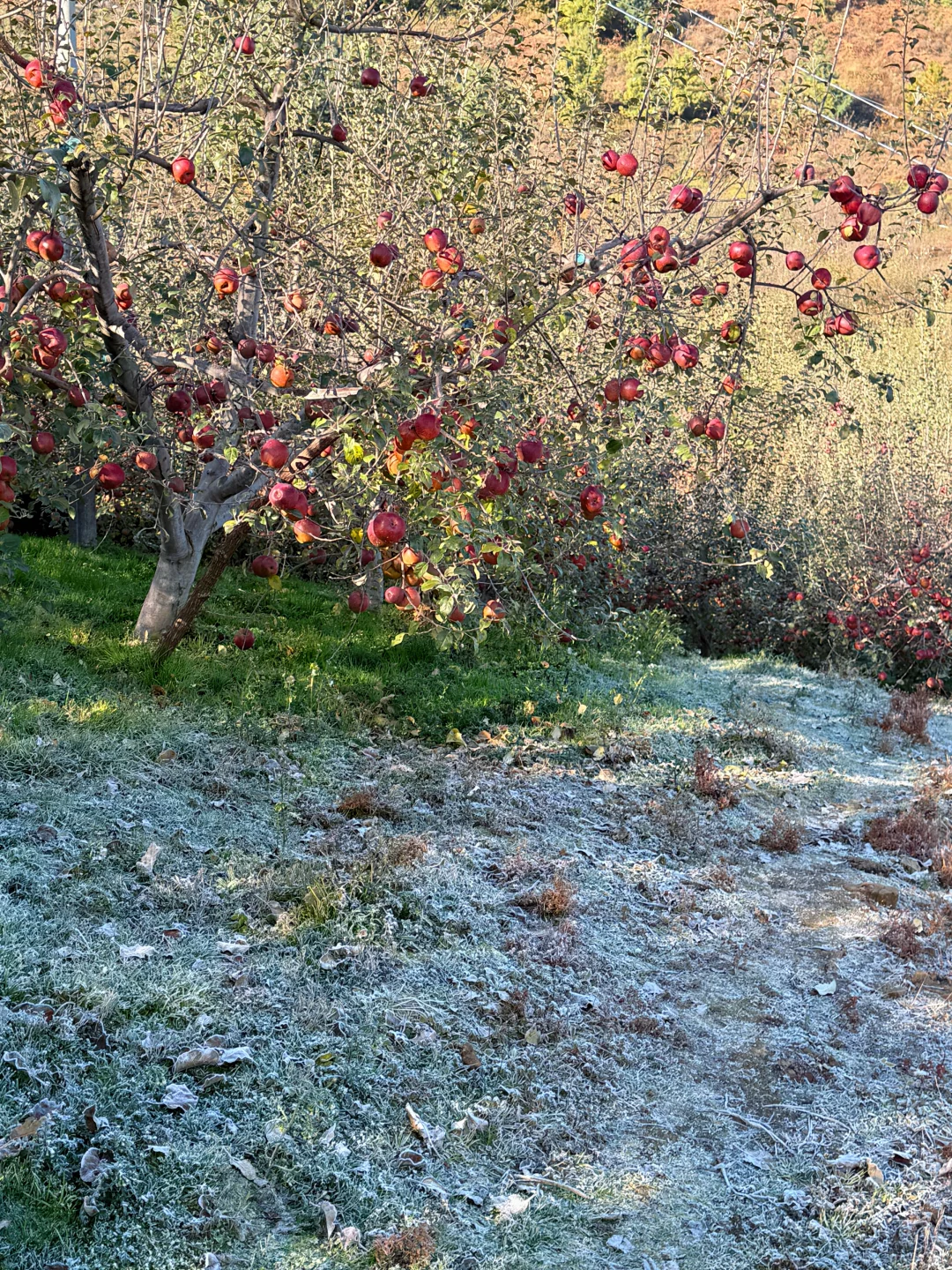 老一辈人的智慧，霜越大糖心苹果越甜！