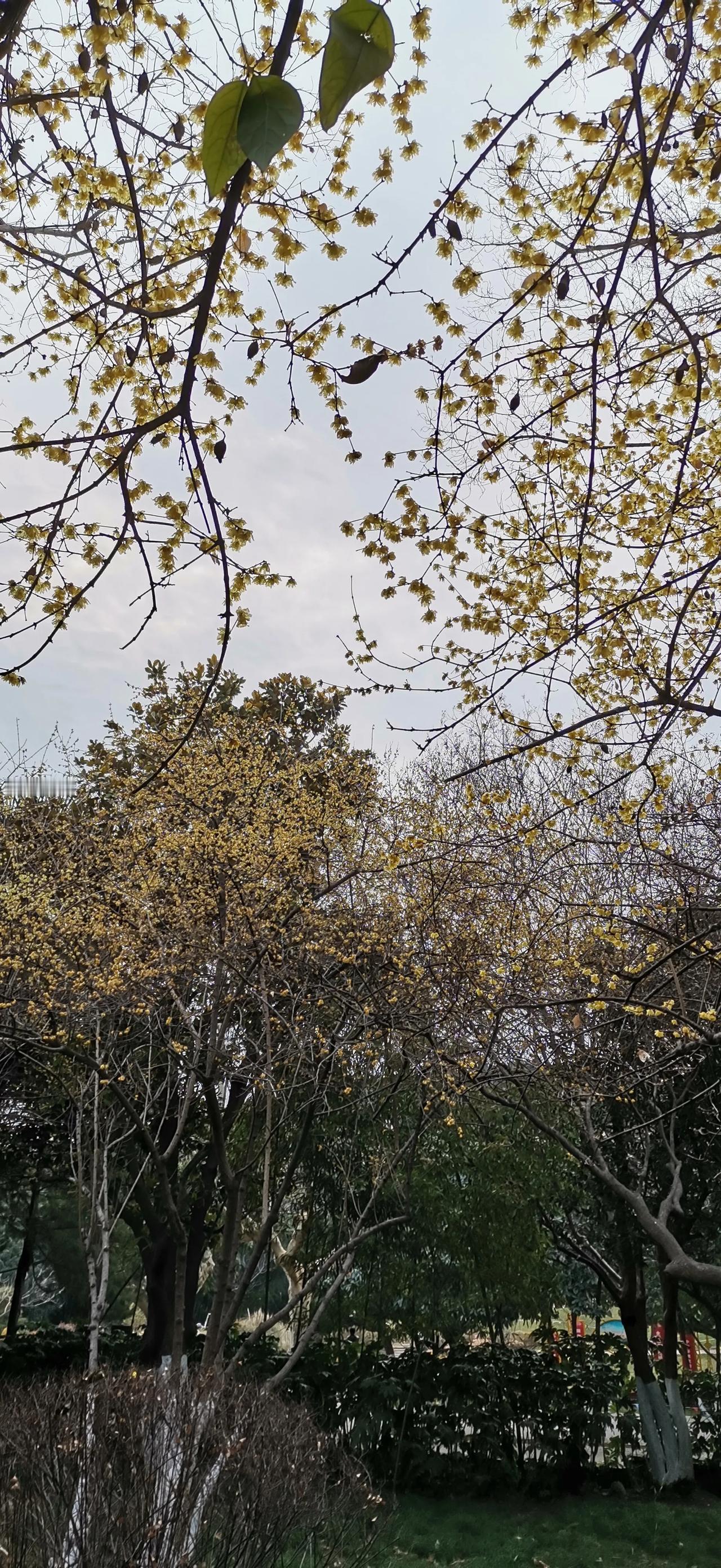 公园🌸🌿随手拍