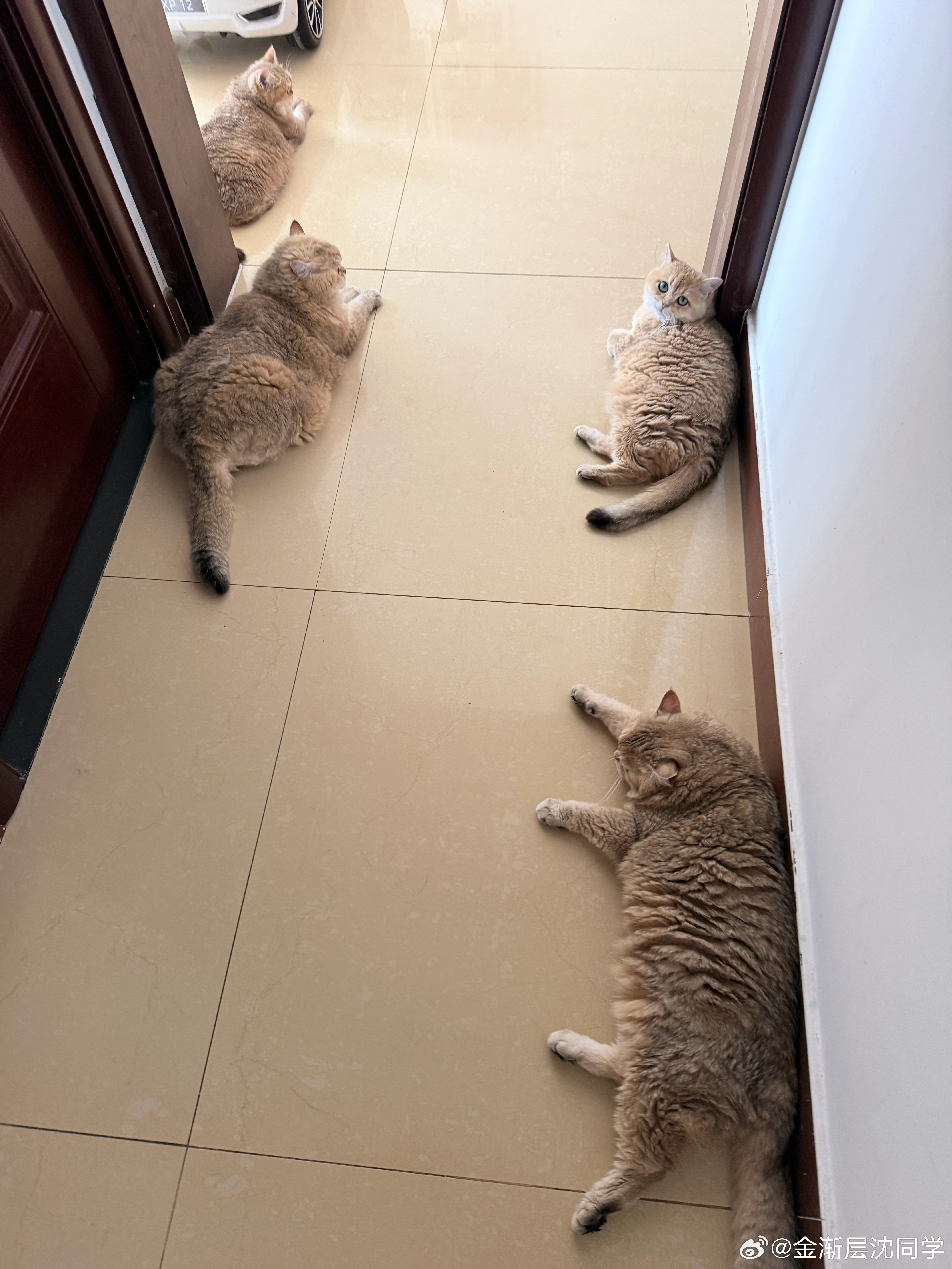 夏天 显瘦的季节萌宠猫咪