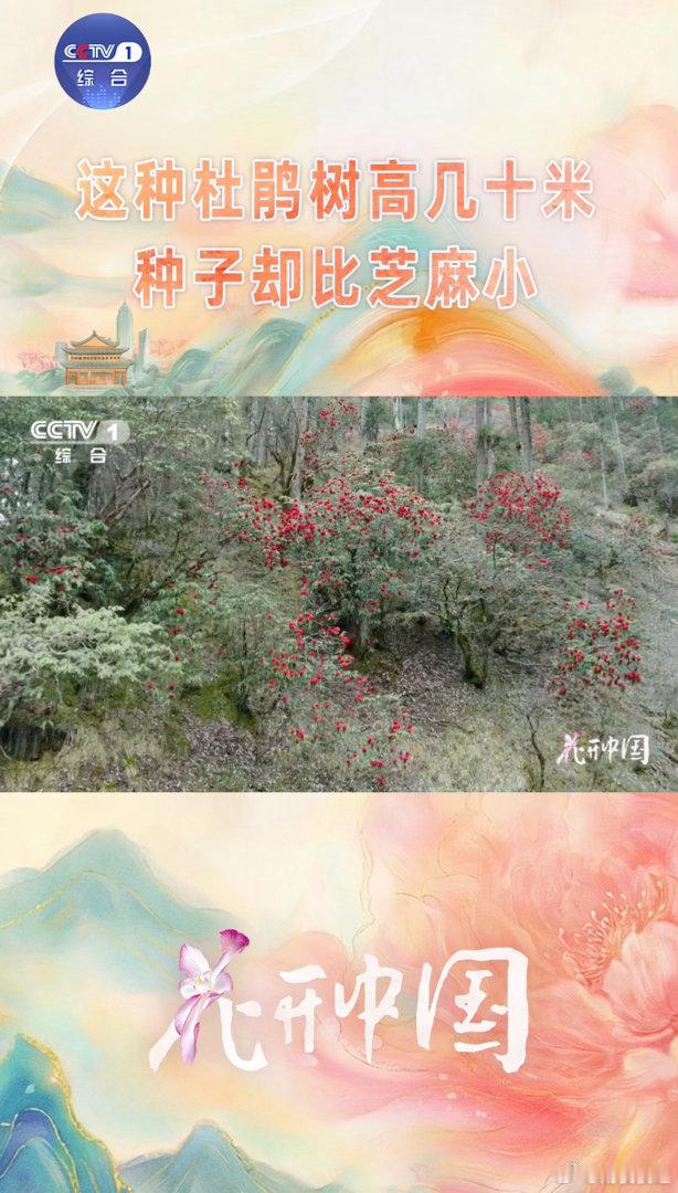 高山杜鹃生长近20年才开花 《花开中国》里那棵开满花的巨树，至少已经生长了60年