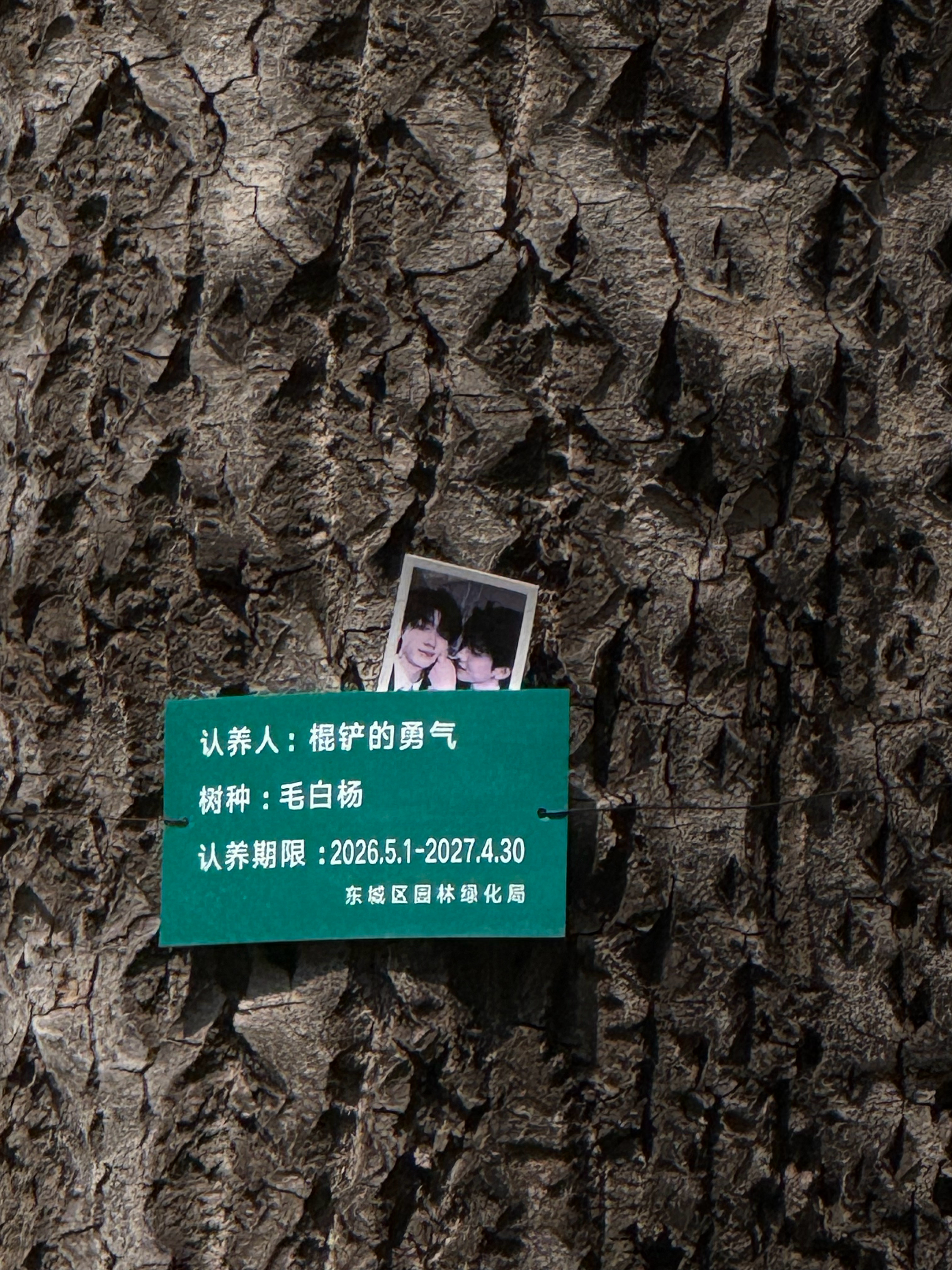 唉 突然翻到相册里地坛的树 