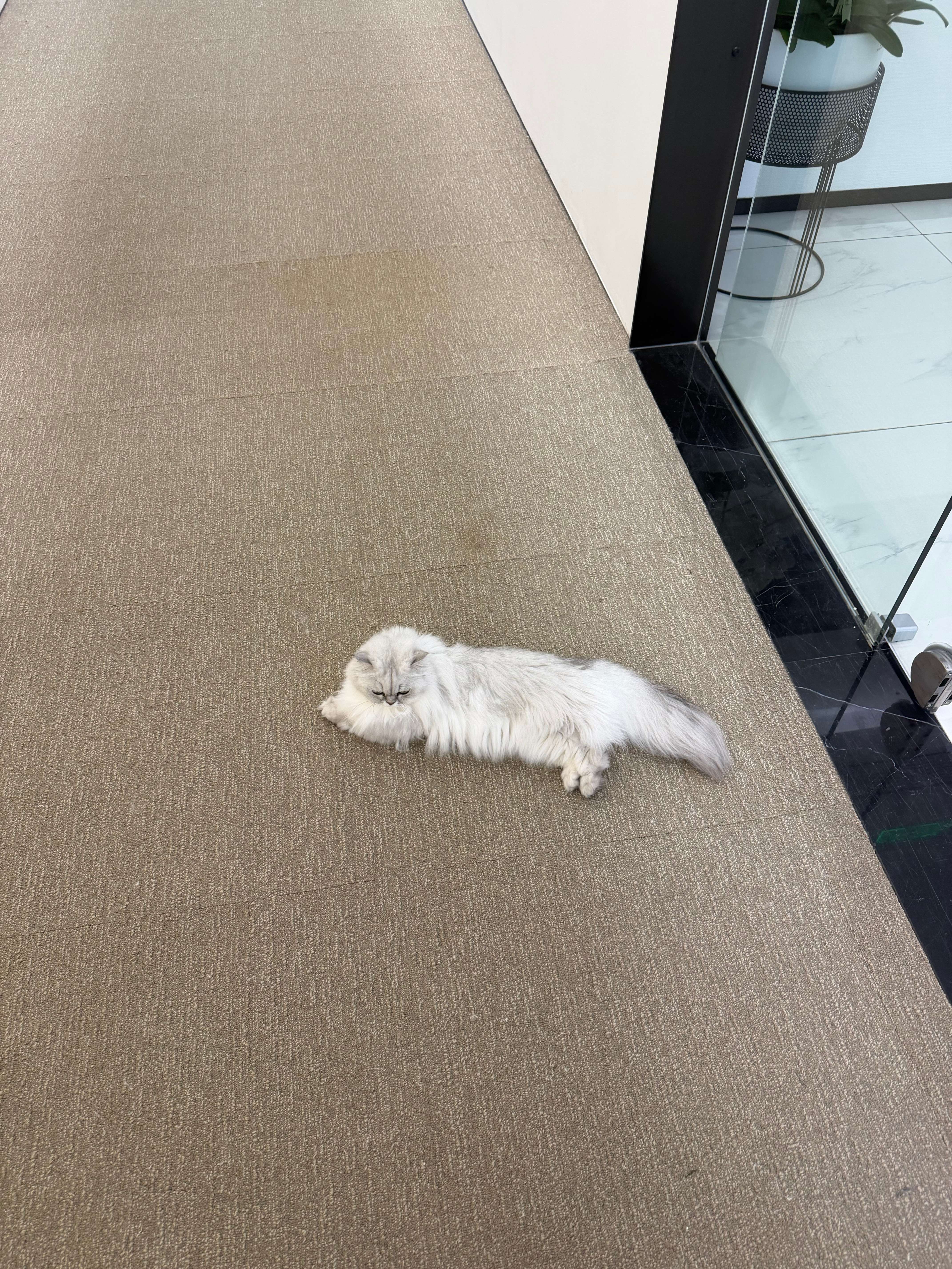 这咋牙科诊所也是kitty屋 