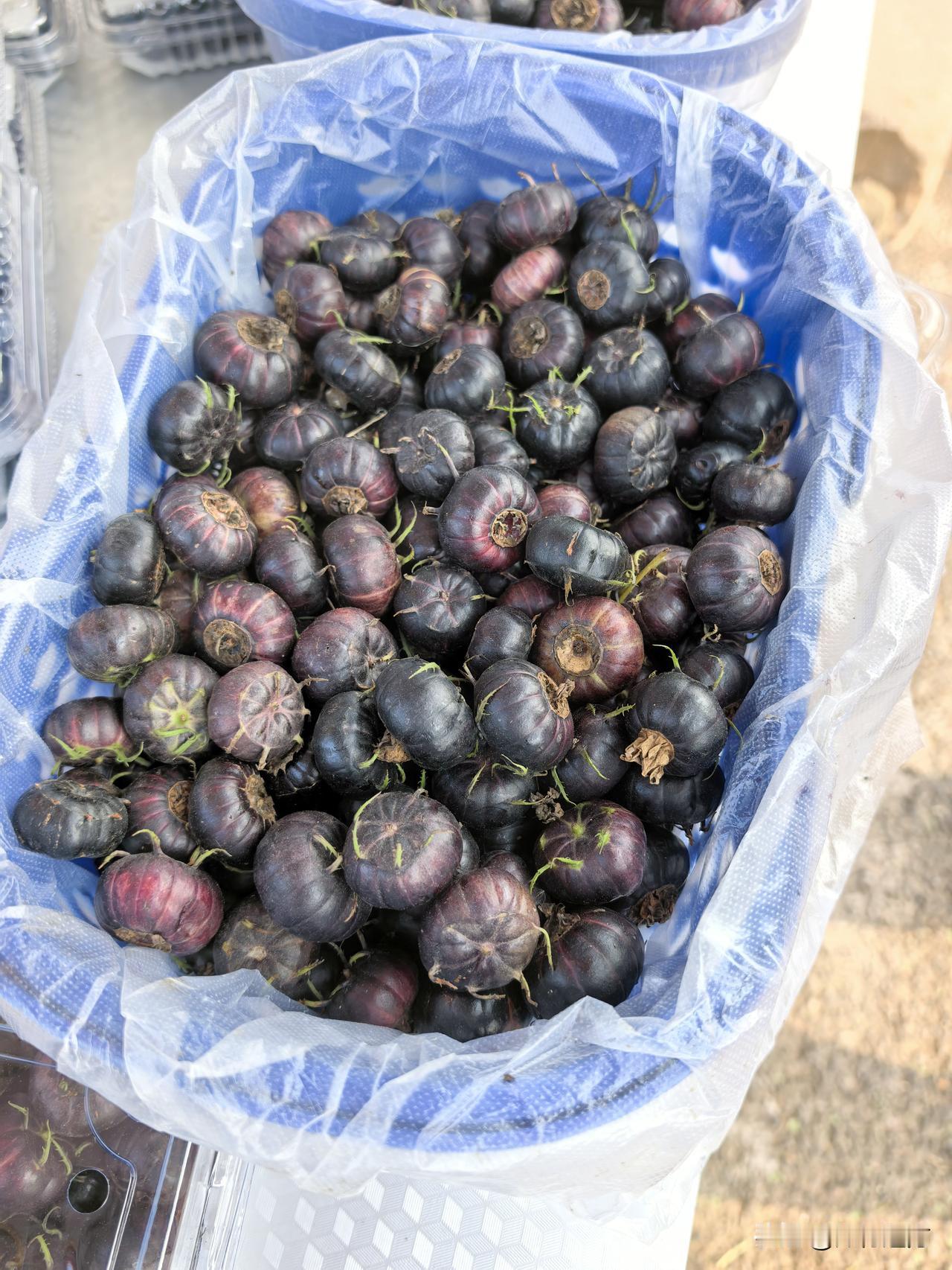 春日生活打卡季这是什么果？在抚仙湖温到的，尝一个还挺甜。