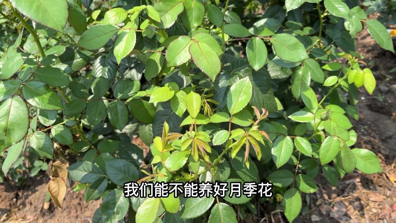 🌿决定月季养得好与坏的不是盆土和花肥，而是每天光照的长短。

✨养护环境：
1