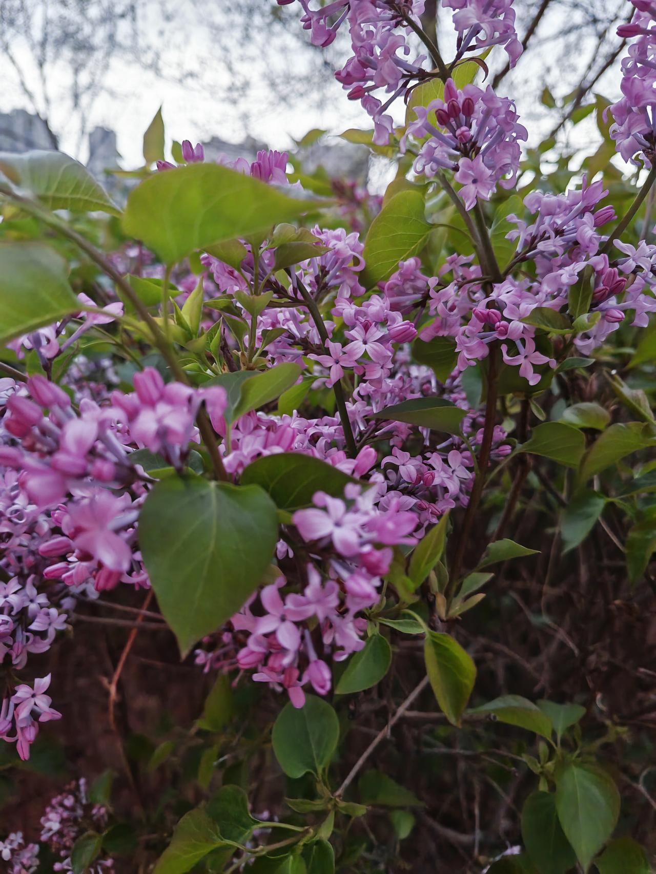 小区门口的紫丁香开花了，不得不说，还挺好看的，而且远远的就可以闻到香味。