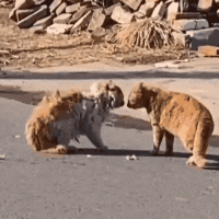 猫猫合集 