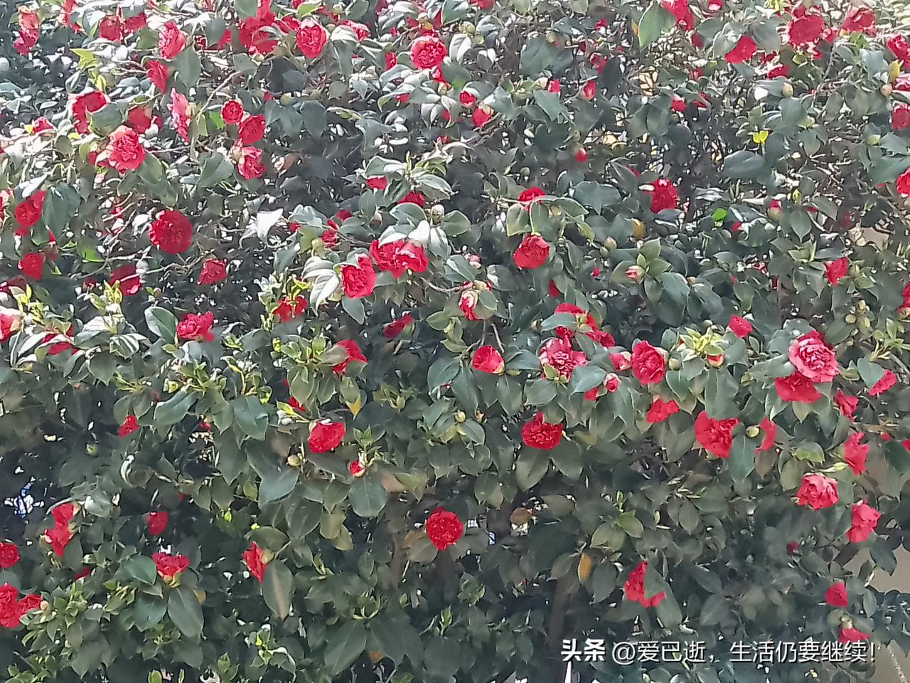 今天下班路过一个小区门口看到一棵红山茶花，开得实在太多了！几乎整棵树都开满红色山