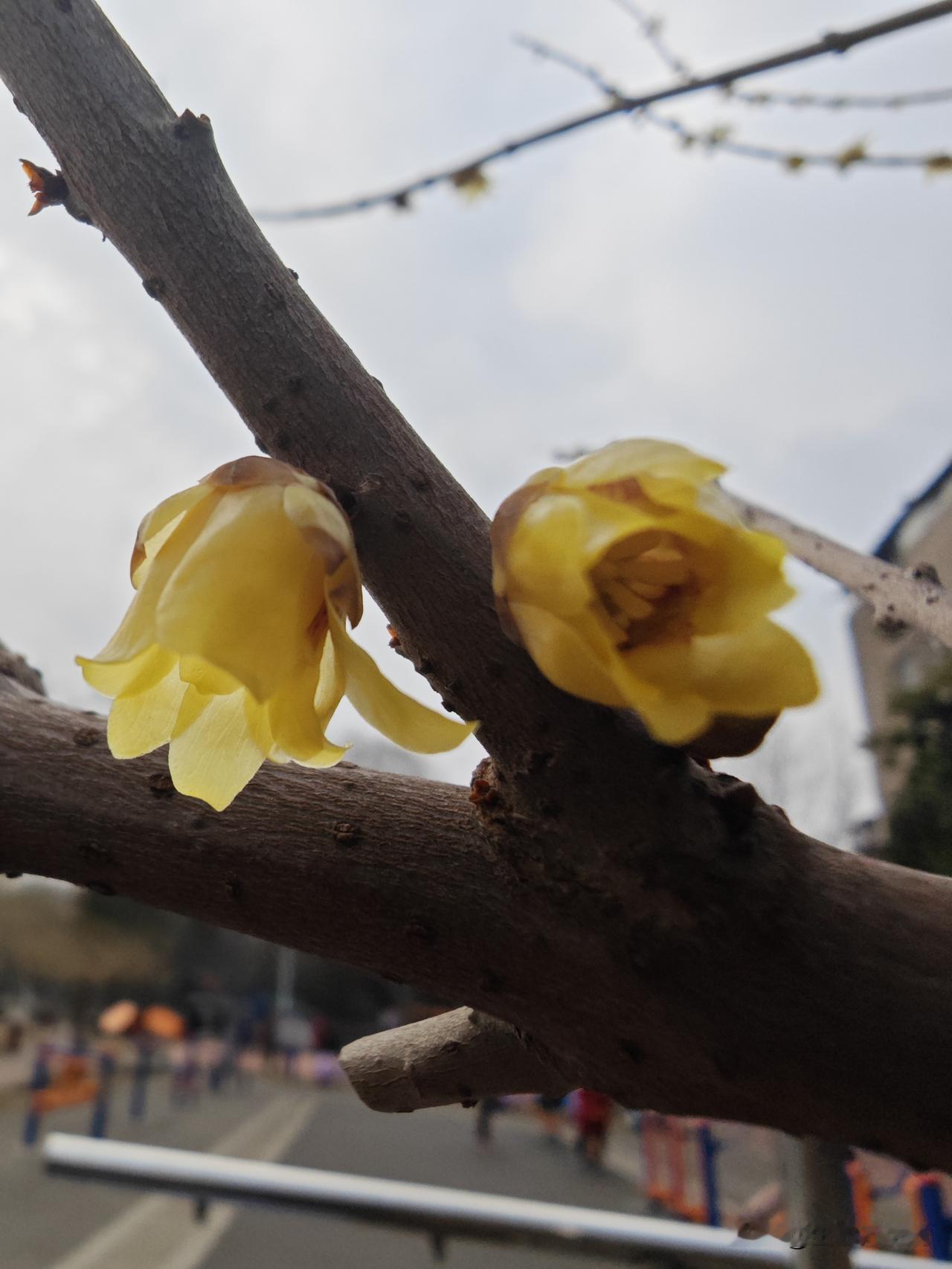 武昌紫阳公园的黄梅花儿盛开，红梅花儿十有七八含苞待放暗香来，欢迎友友们前往品鉴。