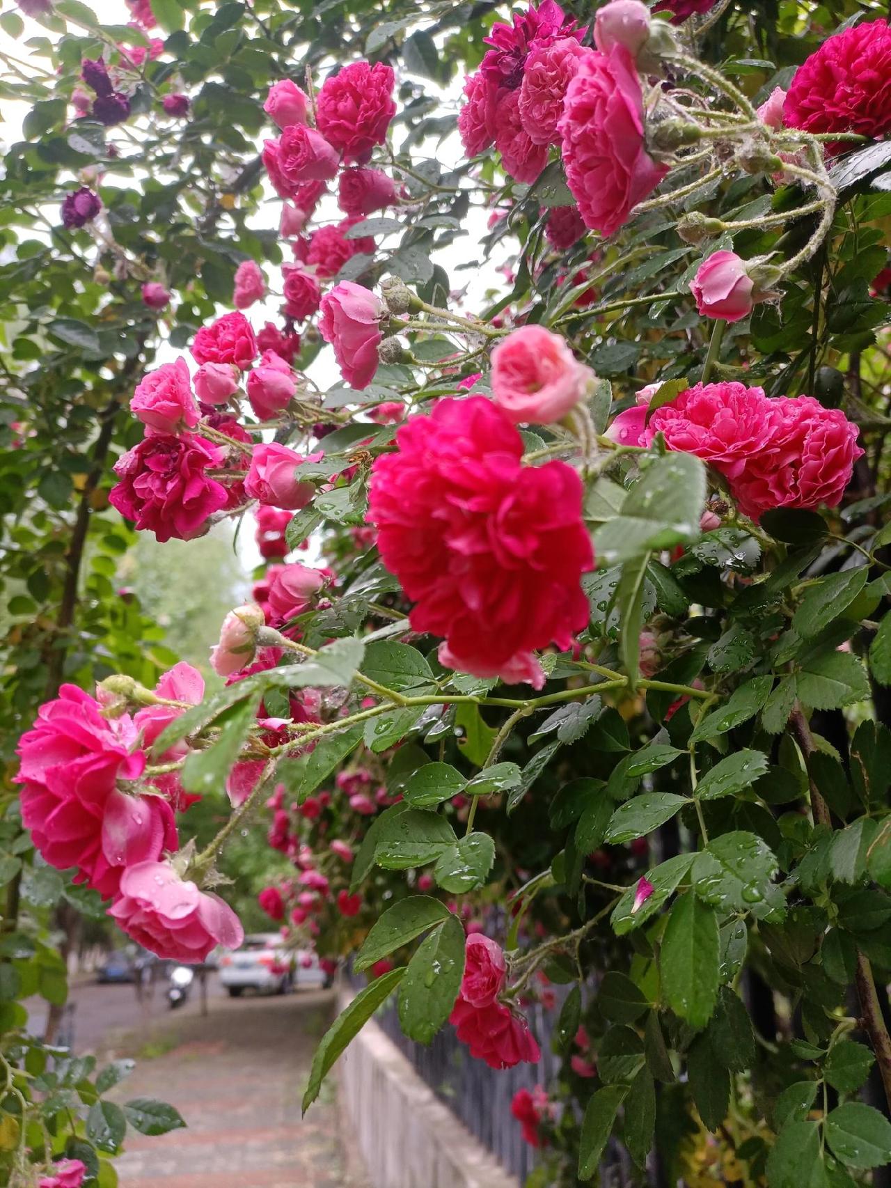 雨后走过开满蔷薇的栅栏，想起晚唐诗人高骈的两句诗“ 水晶帘动微风起，满架蔷薇一院