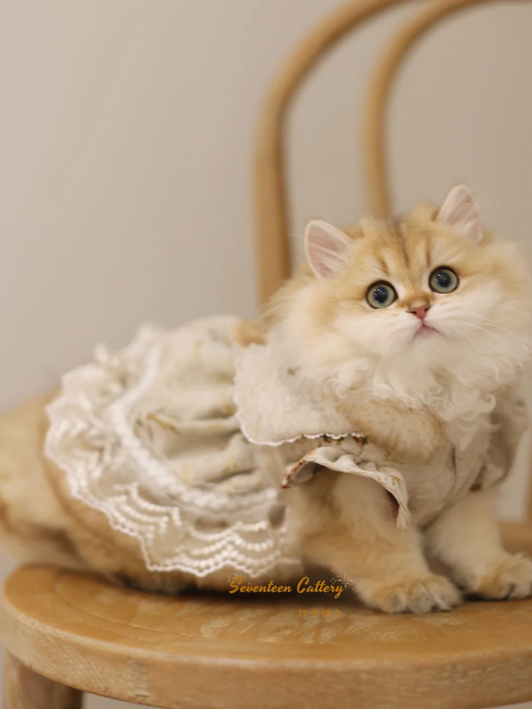 嘟噜不嘟嘟🫢｜金渐层长毛✨