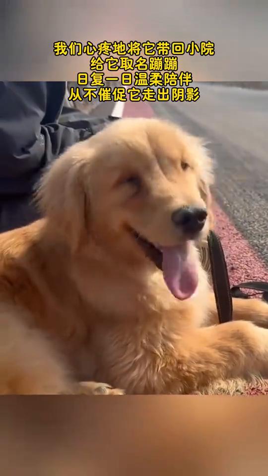 只因一只眼睛失明，小金毛便被主人无情抛弃在污秽的猪圈。我们赶到时，主人谈及弃养缘