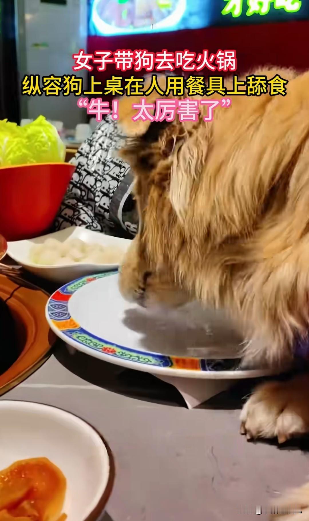 这狗主人，缺德。
鉴定完毕。