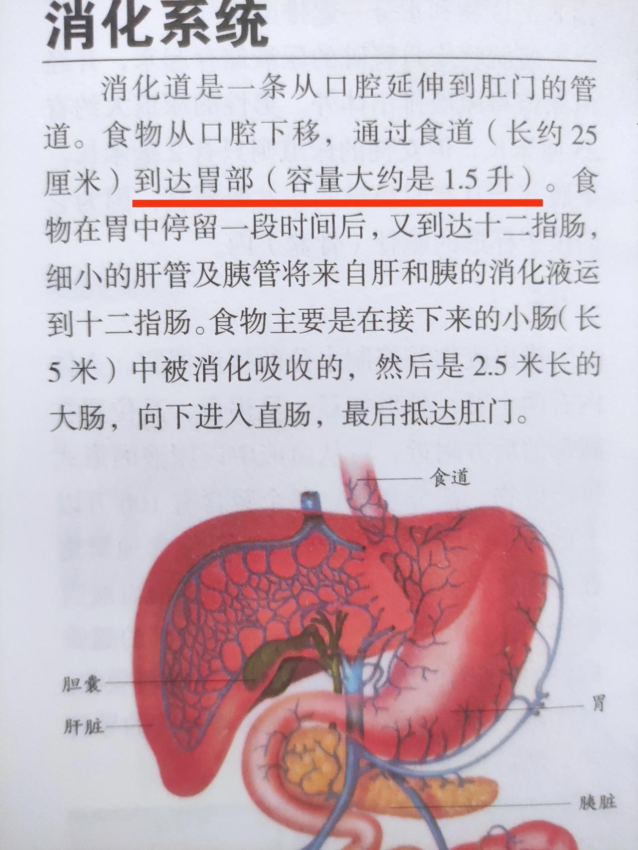 在人的消化系统中，胃部的容量大约是1.5升，也就是能装大约1.5公斤的水，也就是