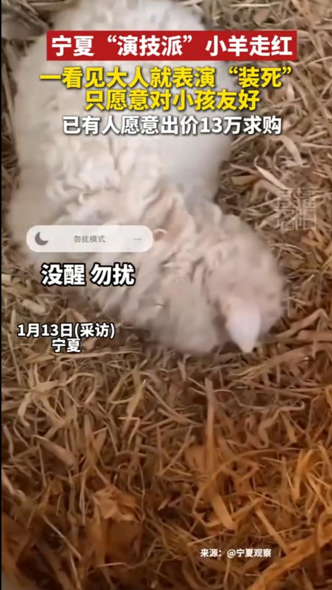 不和大人玩的“死羊羊”值13万
近日，宁夏“演技派”小羊走红，一看见大人就表演“