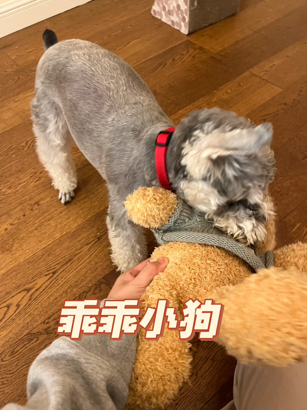 狗狗也喜欢玩玩具吗？