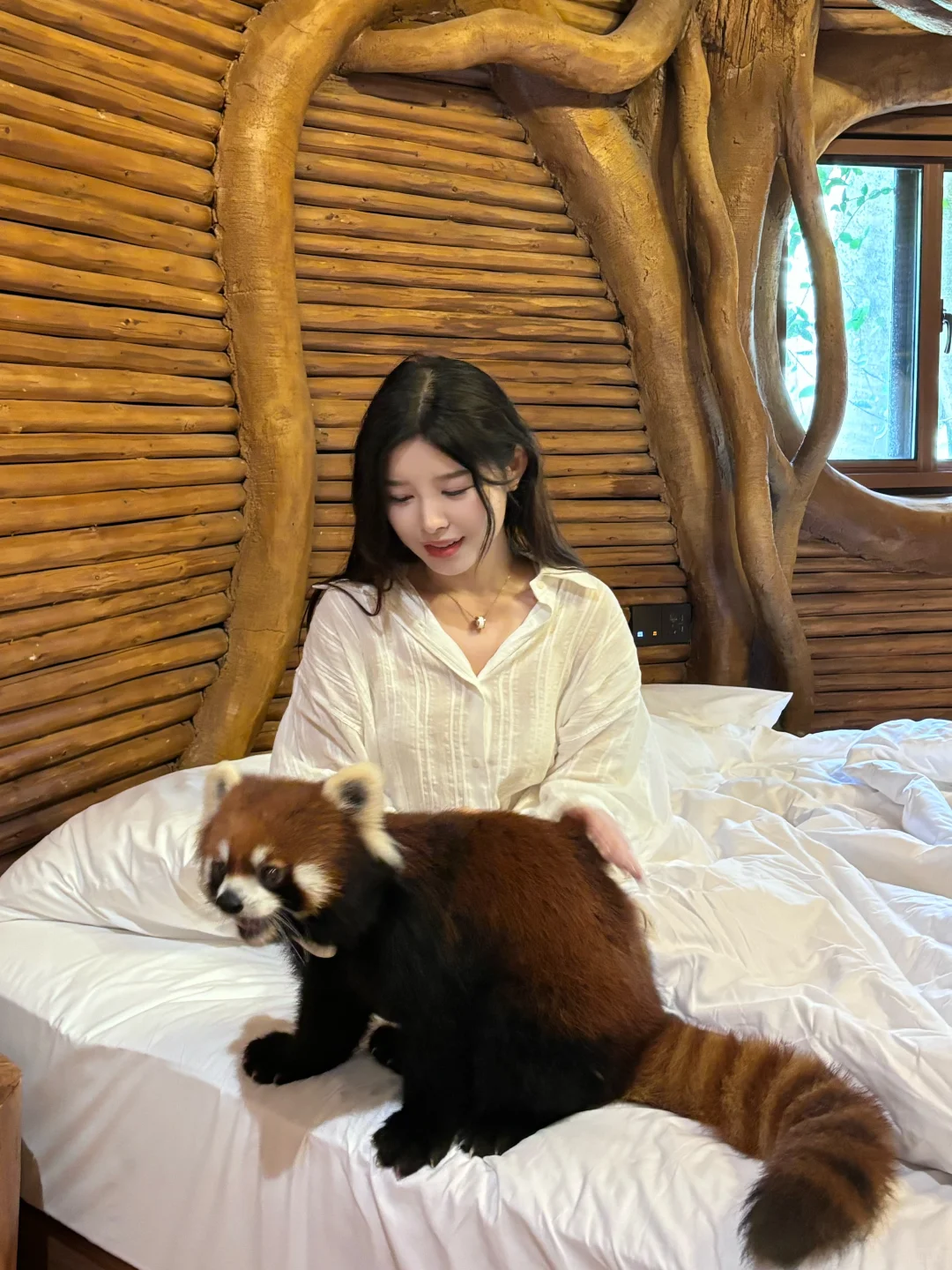 是谁连续两天被小熊猫敲房门！！！我不说！！