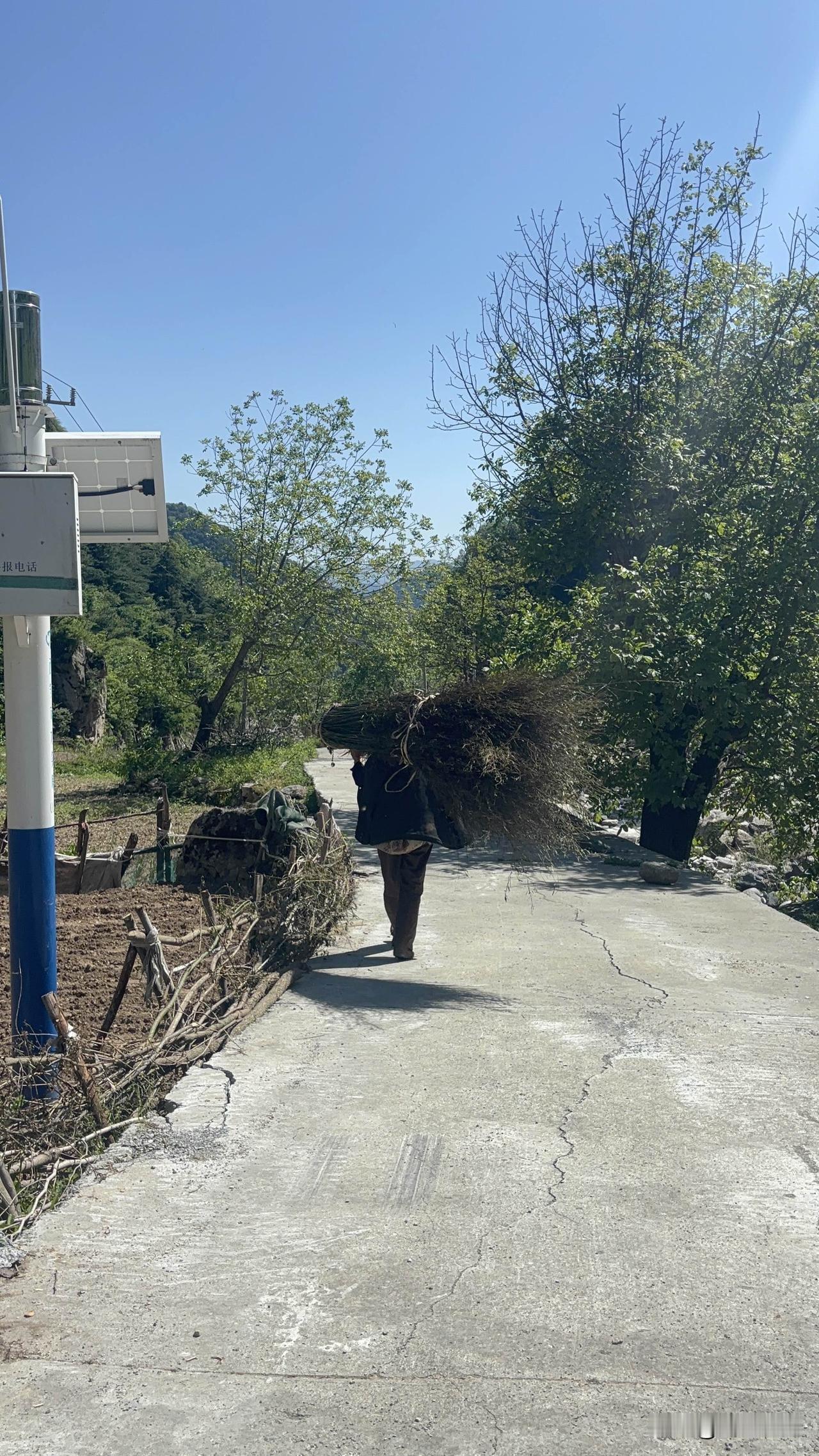 在蓝田山里看到的，一村民从山上下来背的，像竹子一样的树枝，这个是用来编织啥的吧？