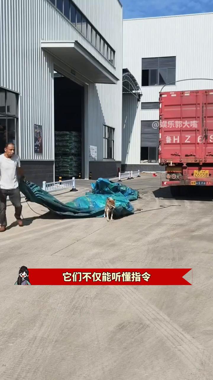 怪不得小时候我妈总说："养条狗都比你有用"。直到看见跟着卡车司机的柴犬金豆彻底服