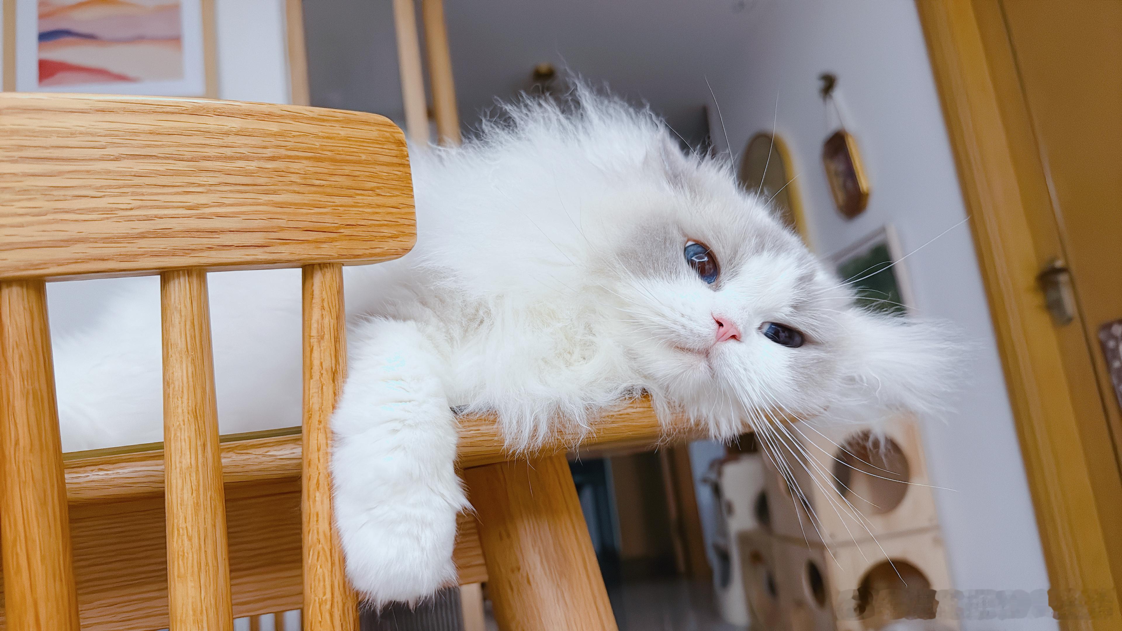 家里有别的猫玩屎后，王y反而不玩了。王y：“有些小众的爱好，火了就没意思了。” 