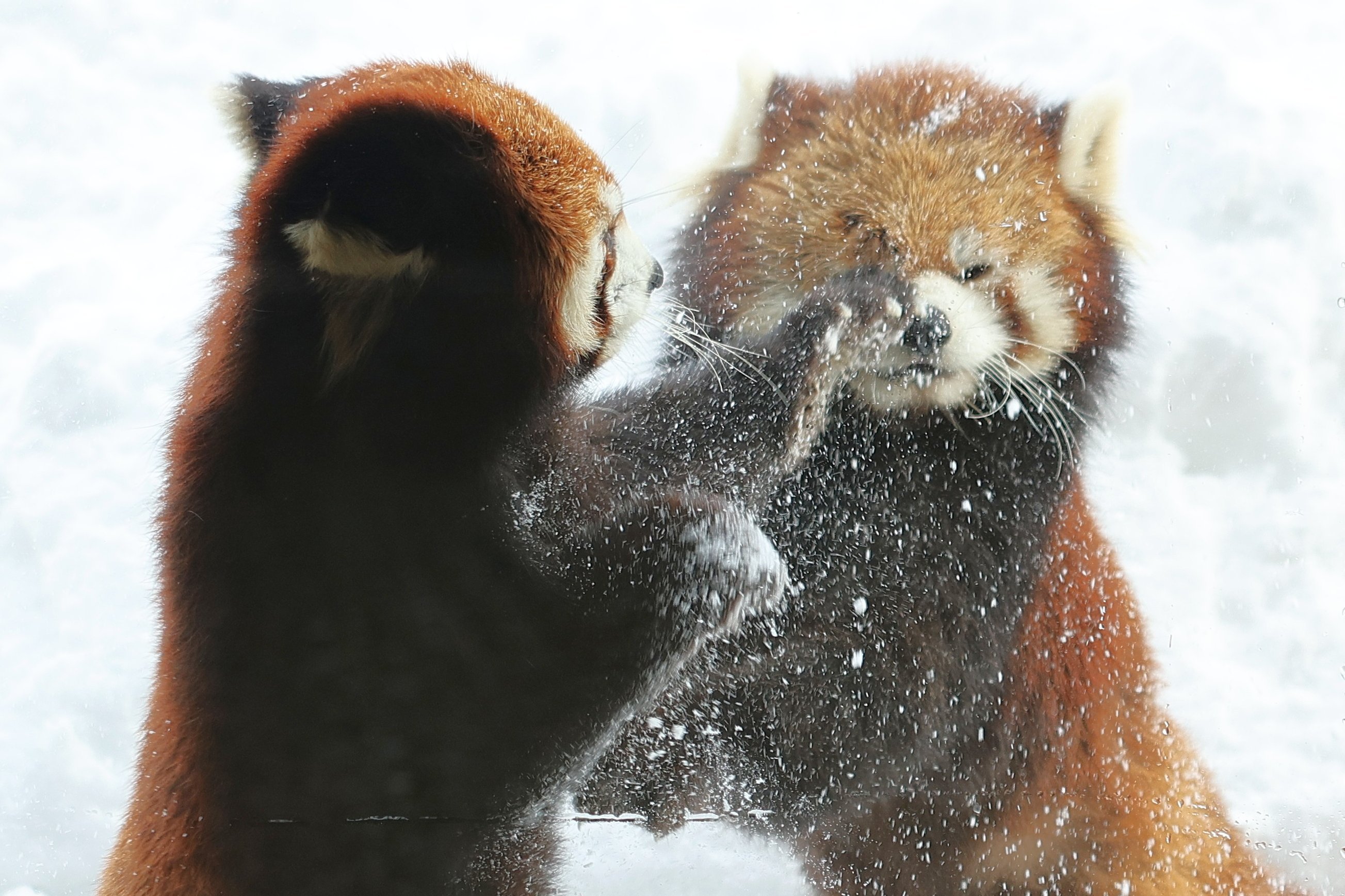 小熊猫 你们不要打啦！！要打去练舞室打！【推：copenhagenzoo】 