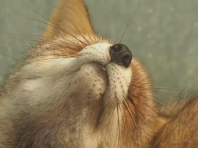 发现狐的犬齿会露出来嵌在下嘴巴的两边感觉更萌了。。。。 