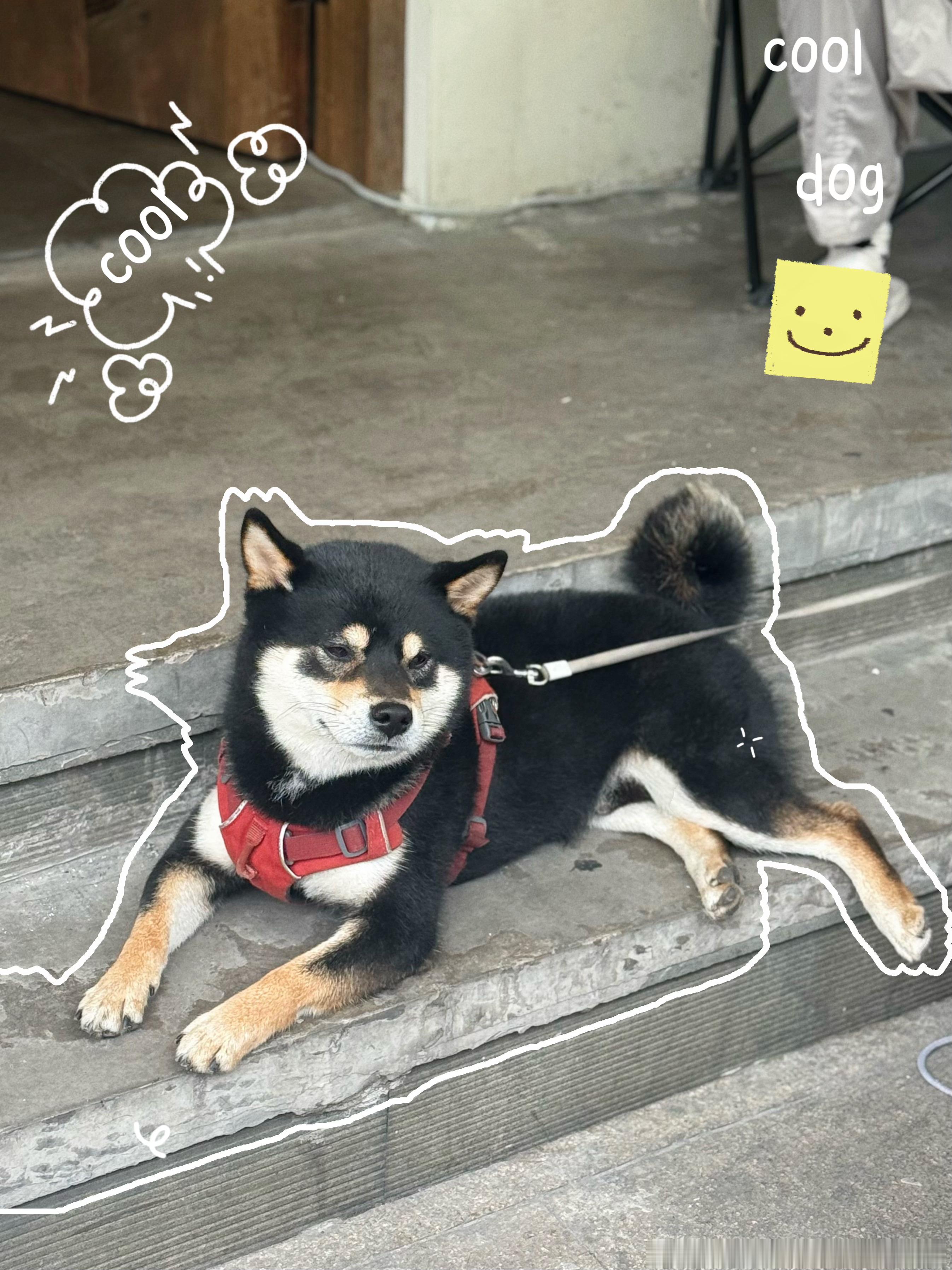 🐕🦺 