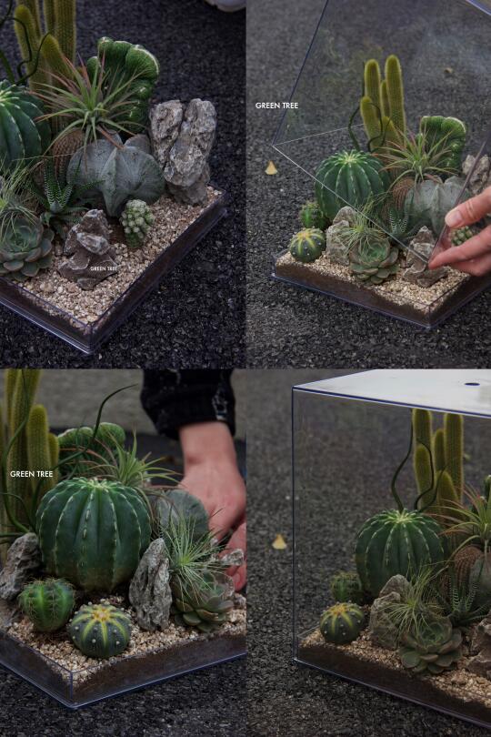 桌面沙生植物景观