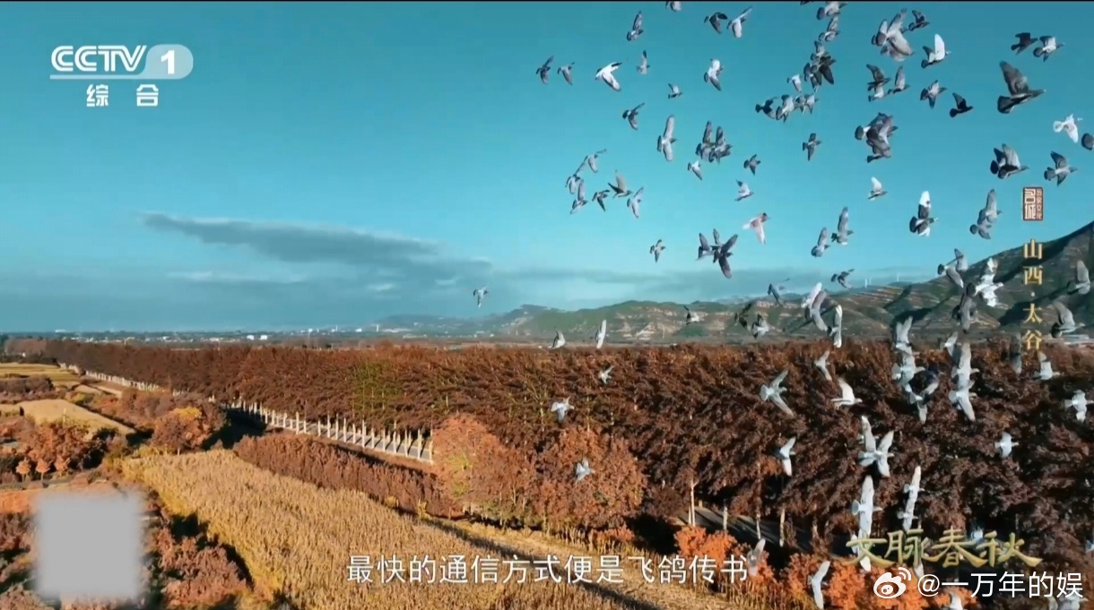 鸽子的尾巴居然能化作乐器山西这里的鸽子竟会唱戏曲 打破对乐器的固有认知，太谷鸽哨