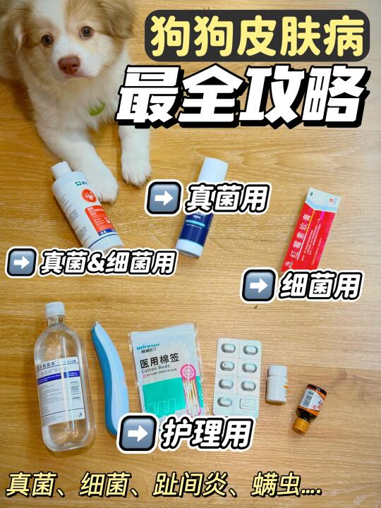 狗狗皮肤病怎么治？一篇笔记讲清楚
