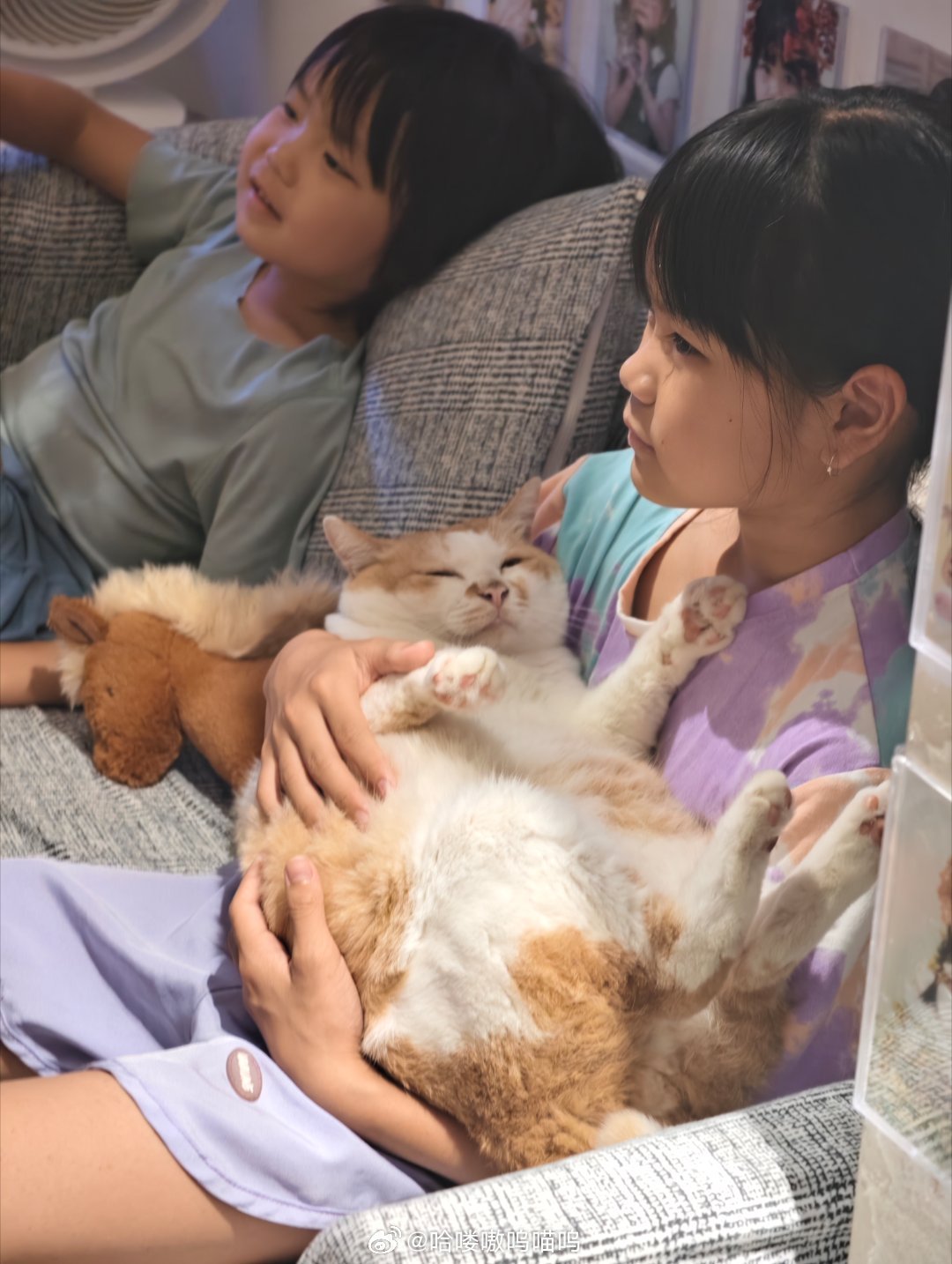 如果小猫咪可以活到15岁那姐姐就是我养老喵呜的年纪 