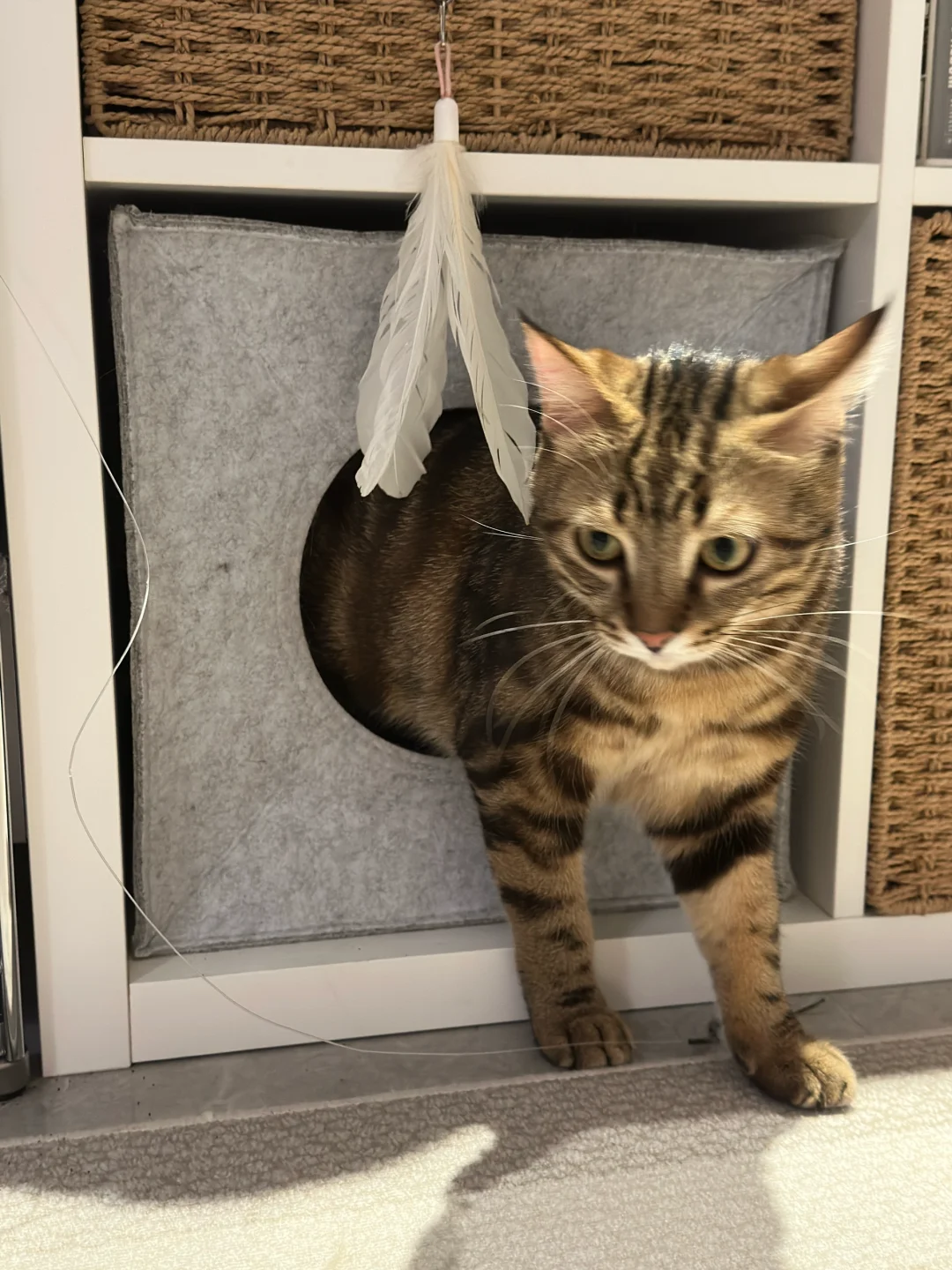 家人们怎么办！我家猫好像爱上睡在柜子里了