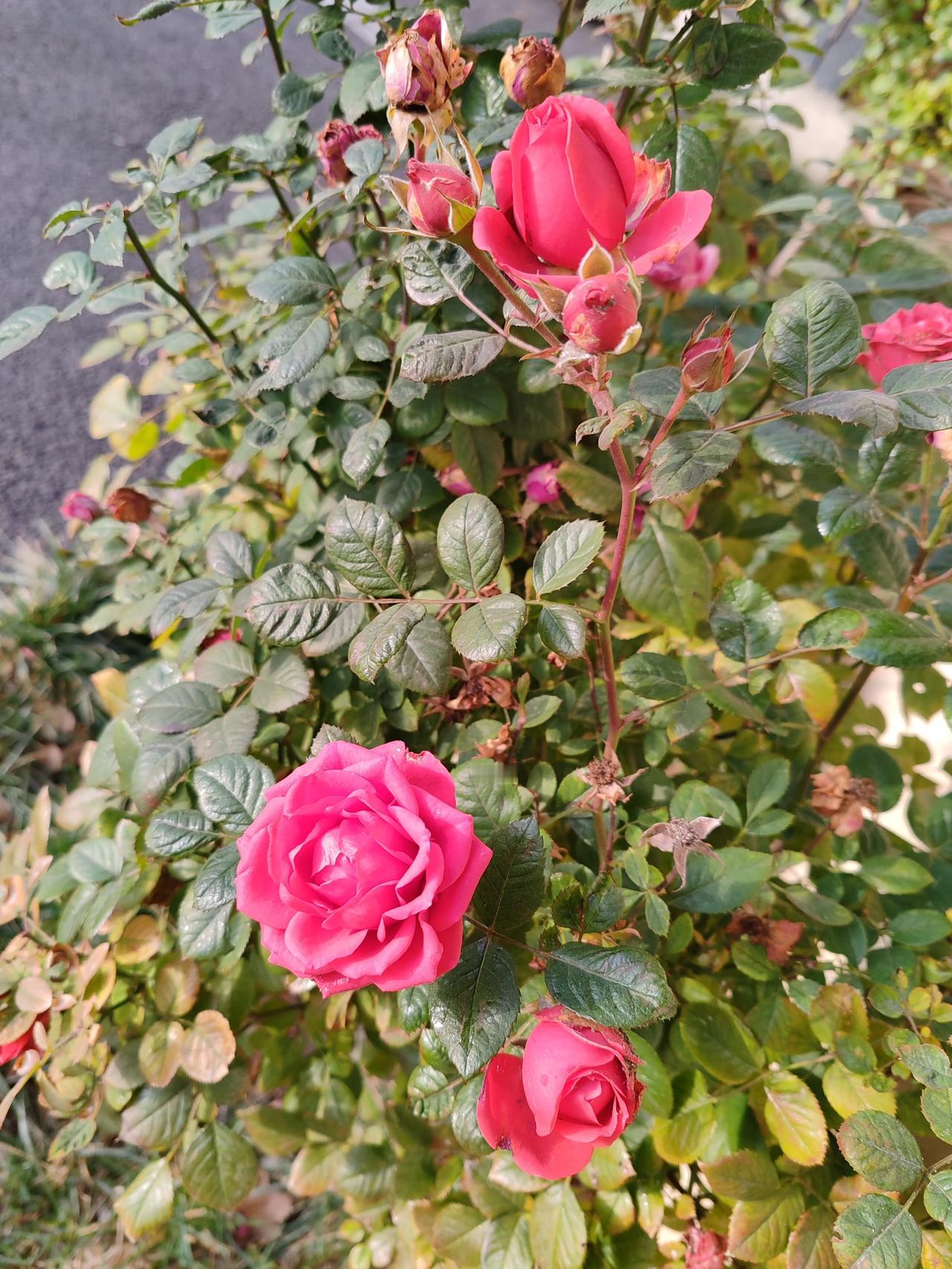 一张图证明冬天来了随手拍。