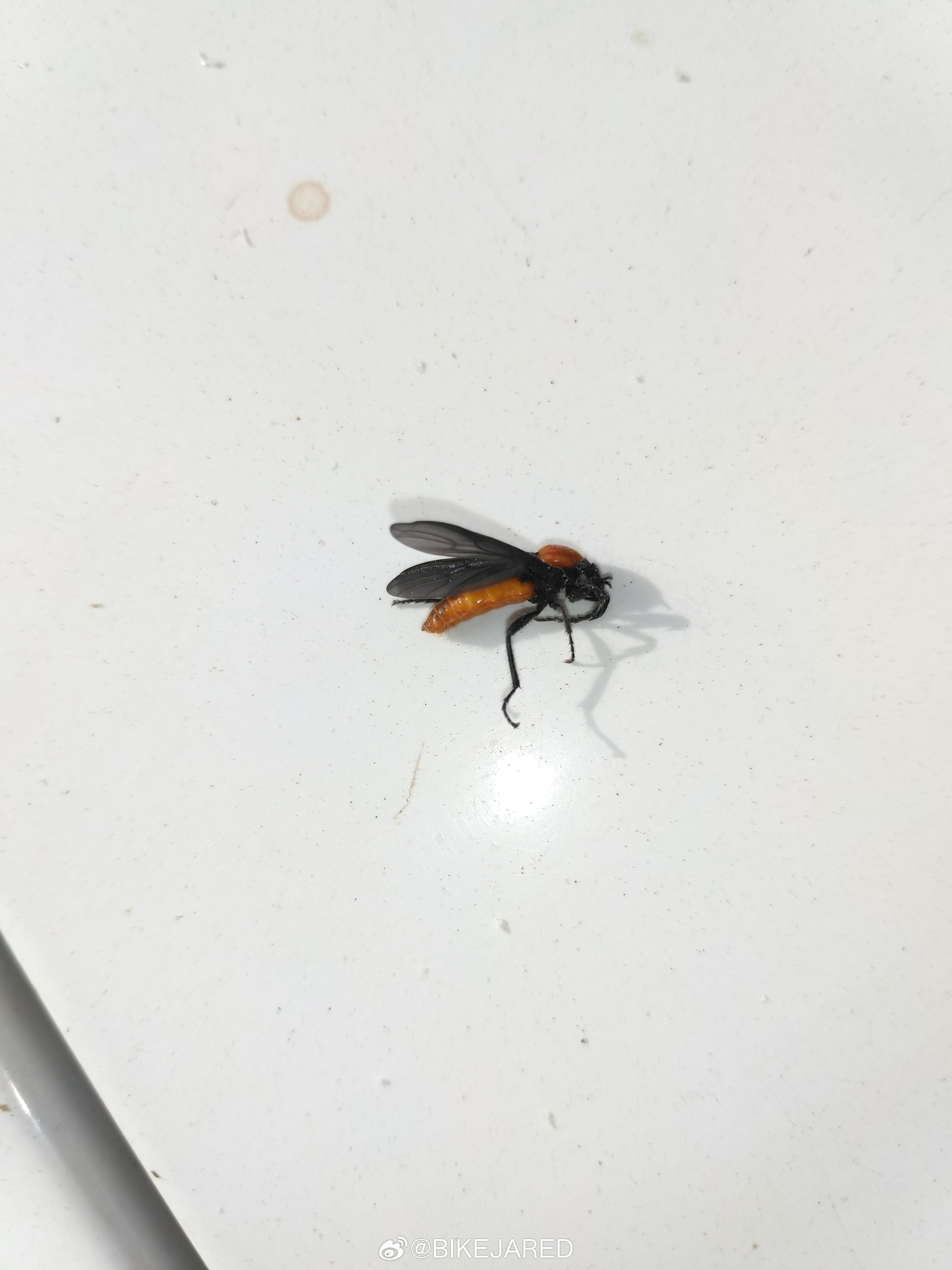 虫子 博物君，这个是某种虻吗？地点张家口市区某小区绿地，从小玩虫子的我从没见过这