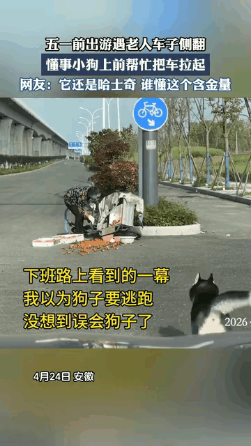 居然能干出这种事！安徽，奶奶三轮车翻车，草莓撒一地，她正惊慌失措时，一条哈士奇跑