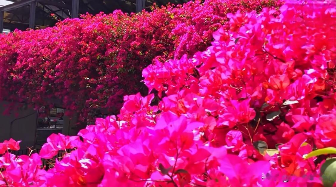 春风吹拂着花香，满园的桃花、杏花、樱花，让人陶醉在这春天的美景之中。