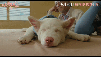 姥姥的外孙团队新作心犬相随定档 谁能拒绝白毛粉鼻小可爱啊，看得heart软软。《