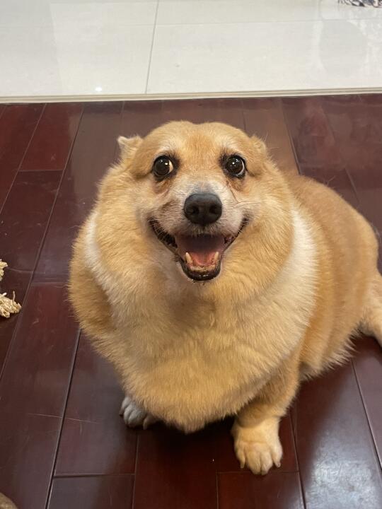 人，对不起，汪我错了