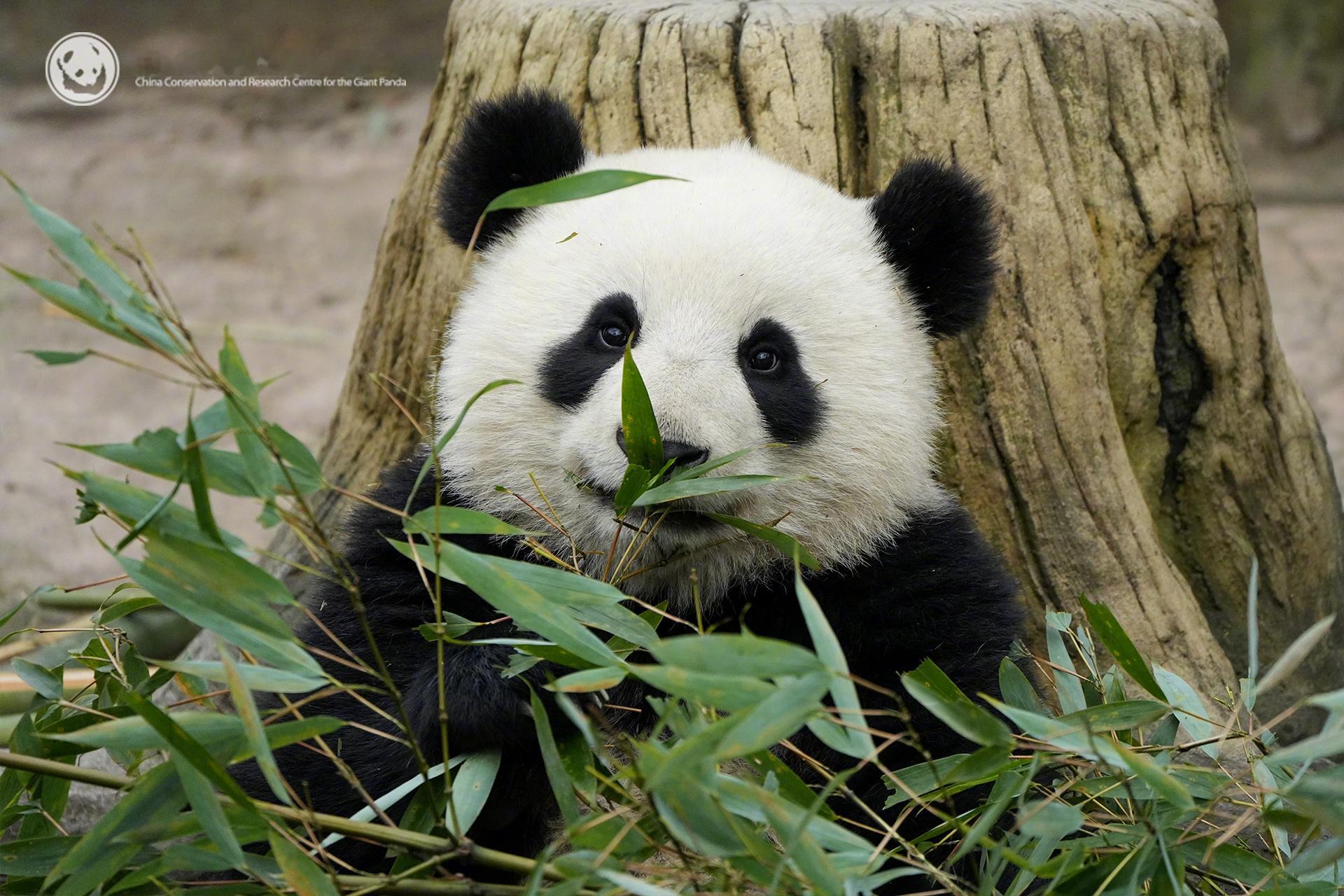 原来大熊猫的耳朵有这么多形状 [憧憬] 每一对耳朵都是独一无二的自然印记～[老师