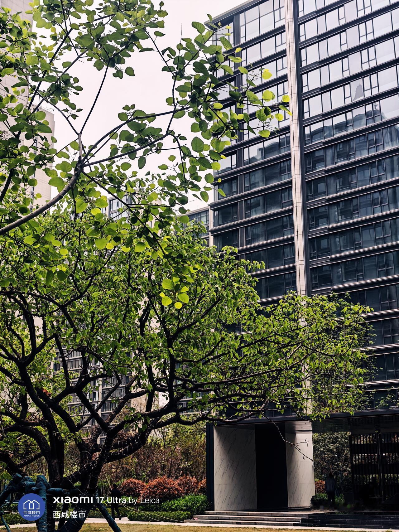 沣西新城，现房大平层，精装修，上个月卖了51套，需要赶紧来！