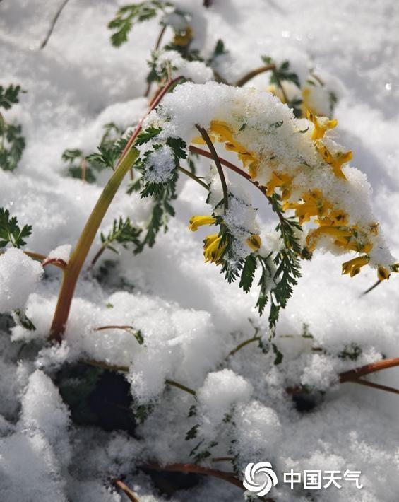 〔山顶覆白！辽宁本溪四月桃花雪冬春同框〕4月19日，辽宁本溪出现雨雪天气。今晨，
